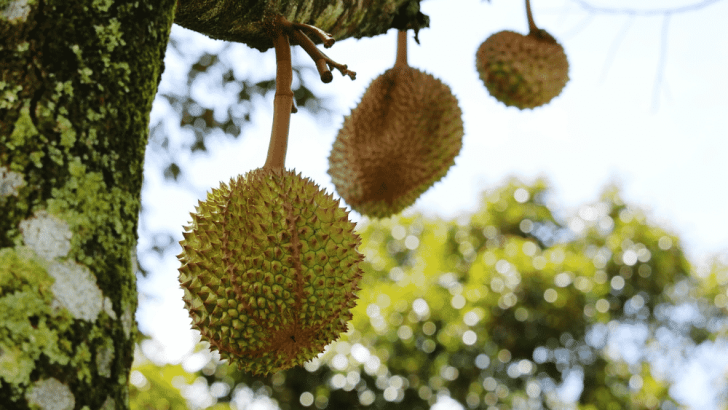 Jual Bibit Unggul Durian Musang King Murah