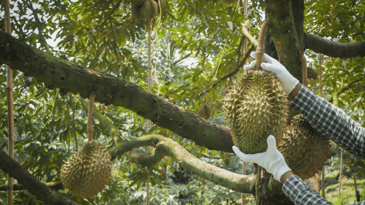 Cara Menanam Pohon Durian Pendek