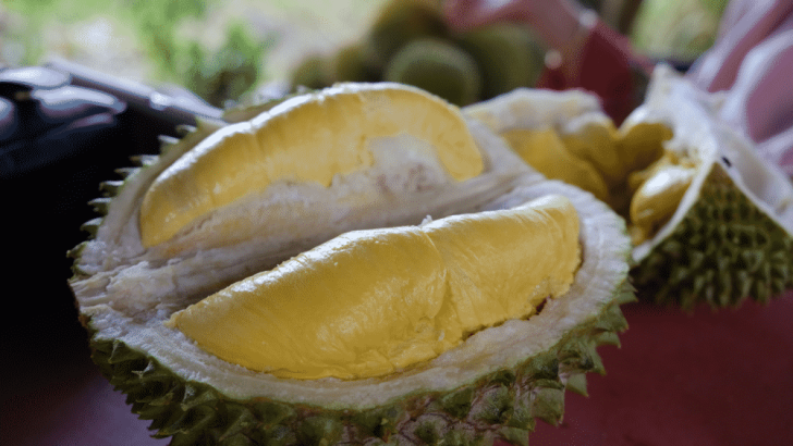 Ciri – Ciri Pohon Durian Musang King