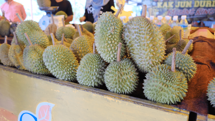 Harga Bibit Buah Durian Musang King
