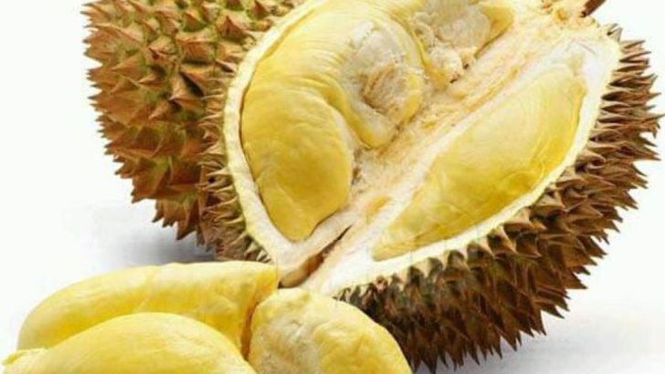 Perawatan Pohon Durian